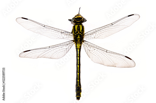 Dragonfly on white background close-up view