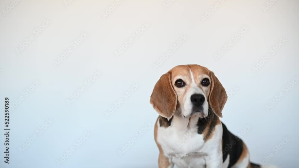 Beagle dog catching cookies on white background. Beagle dog catching cookies on white background.