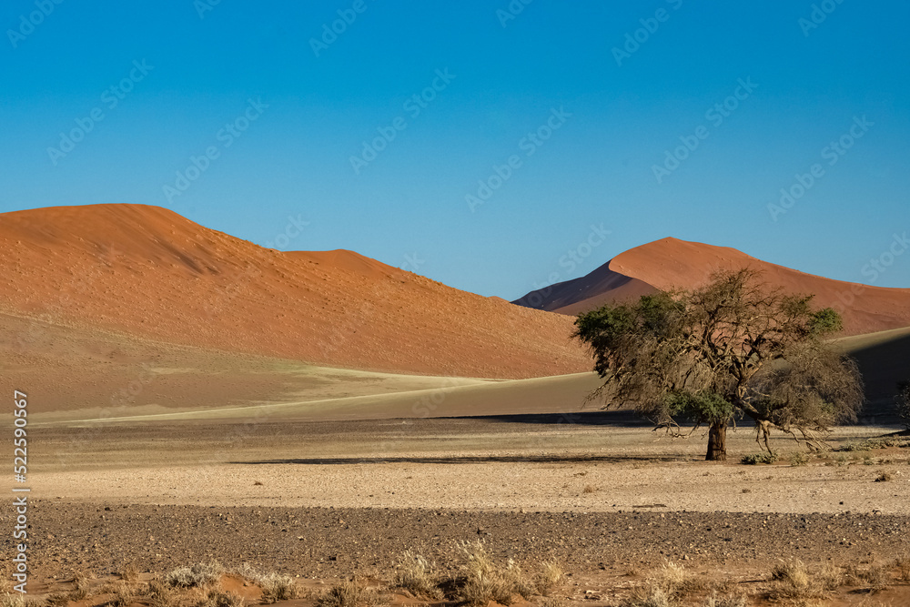 Namibia, the Namib desert, graphic landscape of yellow dunes, rain season
Namibia, the Namib desert, graphic landscape of yellow dunes, rain season
