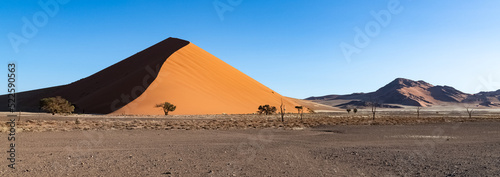 Namibia  the Namib desert  graphic landscape of yellow dunes  rain season 
