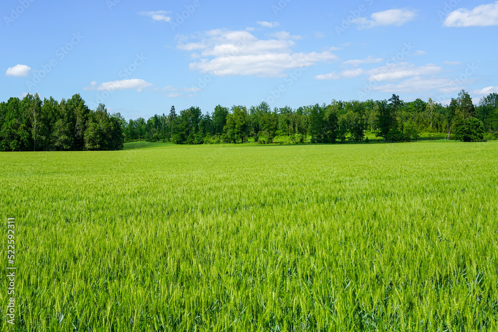 Beautiful green cereal field on forest and blue sky background Beautiful green cereal field on forest and blue sky background