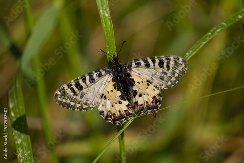 butterfly on grass