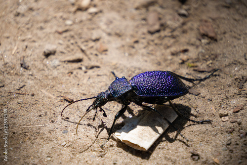 beetle on the ground