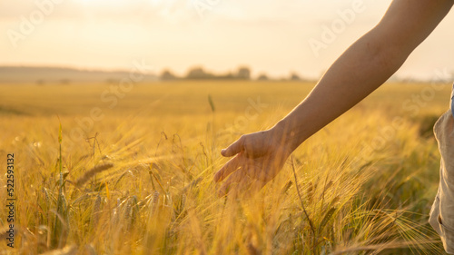 woman's hand slide threw ears of wheat in sunset light