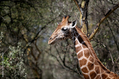 Giraffe in the wild. africa, national park of kenya photo