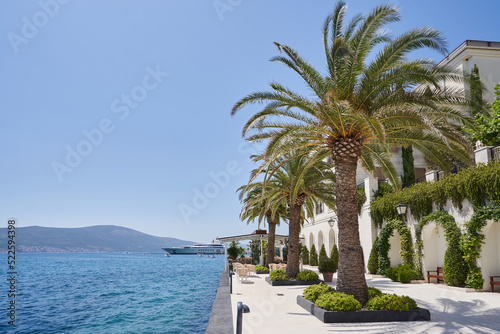 Beautiful promenade of porto montenegro with palm trees on a sunny day © pridannikov