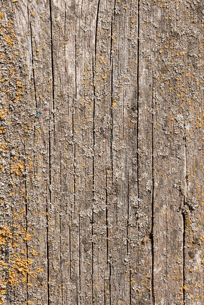 Cracked wooden surface with moss close up. Vertical Cracked wooden surface with moss close up. Vertical