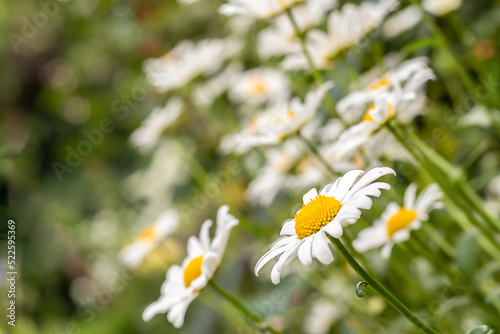 White large daisies on the background of blurred daisies outdoors. close-up