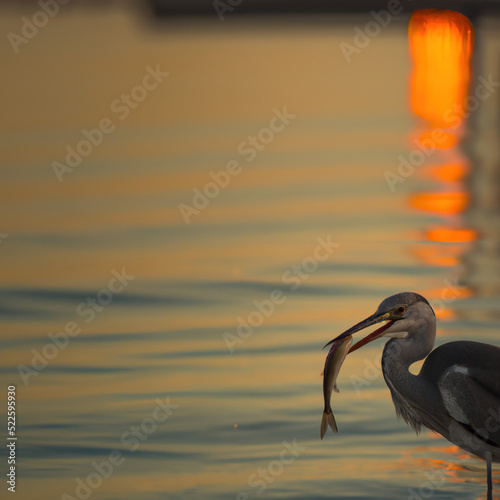 heron at sunset with a fish in it's beak