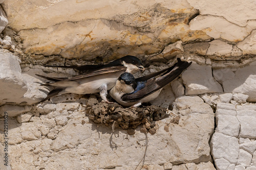 House martin birds, delichon urbicum, building nest cups from mud in gaps on the chalk cliffs, Yorkshire photo