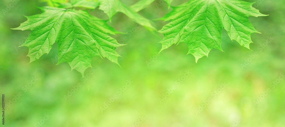 Spring background - view of the maple leaves on the branches in the deciduous forest on a sunny day. Horizontal blurred banner with copy space for text Spring background - view of the maple leaves on the branches in the deciduous forest on a sunny day. Horizontal blurred banner with copy space for text