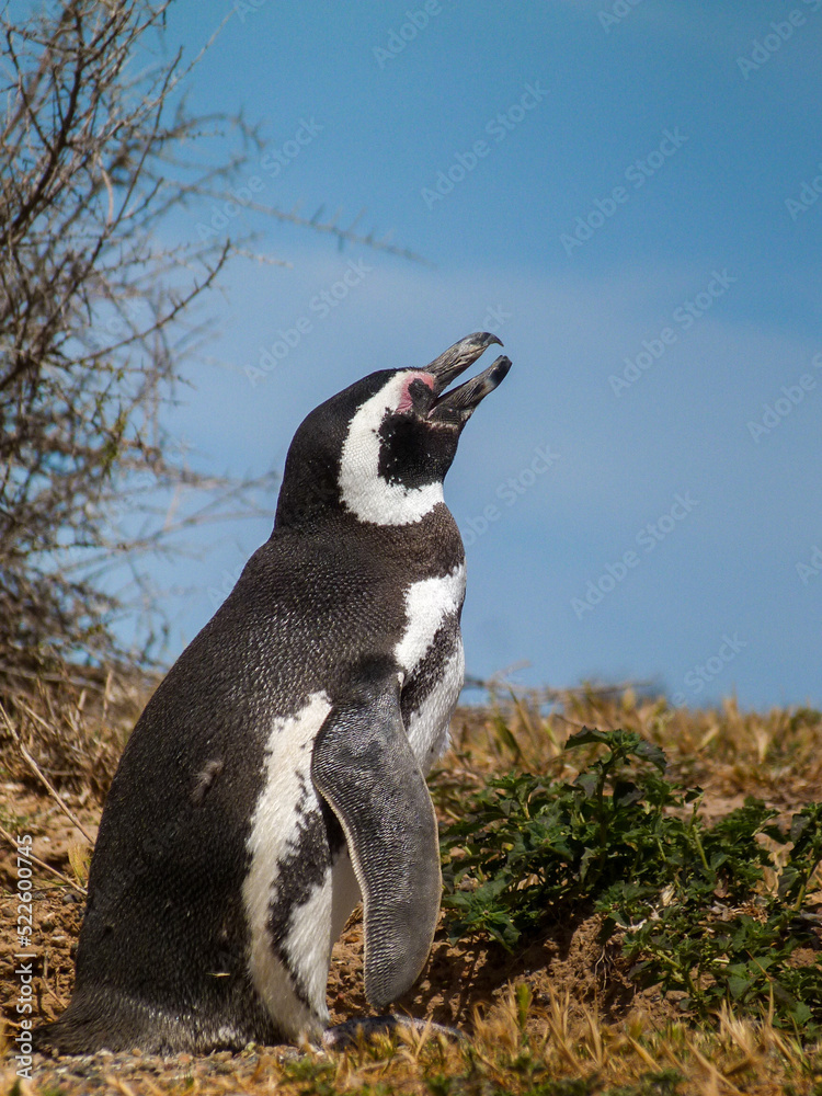 Obraz premium Magellanic penguin near the ocean