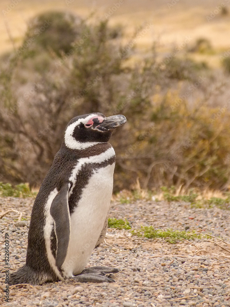 Obraz premium Magellanic penguin near the ocean