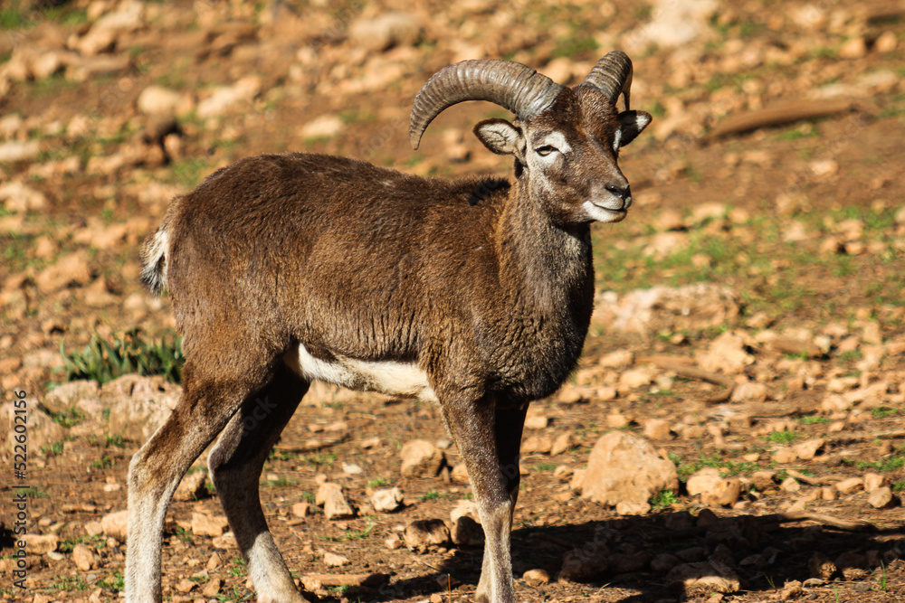Naklejka premium muflòncito