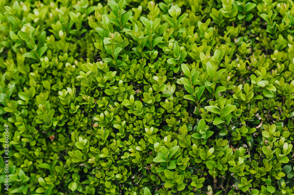 Background, texture of green leaves, foliage of evergreen boxwood. Photography of nature in the garden.