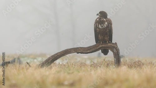 Eagle bielik dziki ptak film dzika przyroda las mgła photo