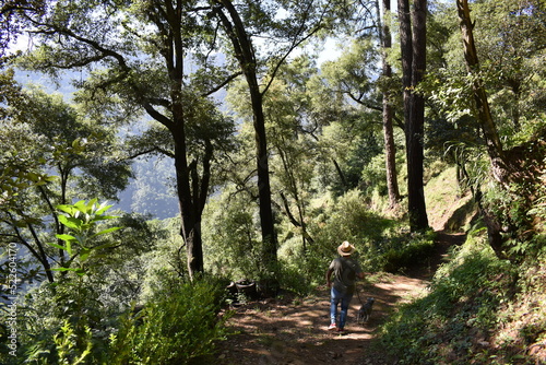 person walking in the woods