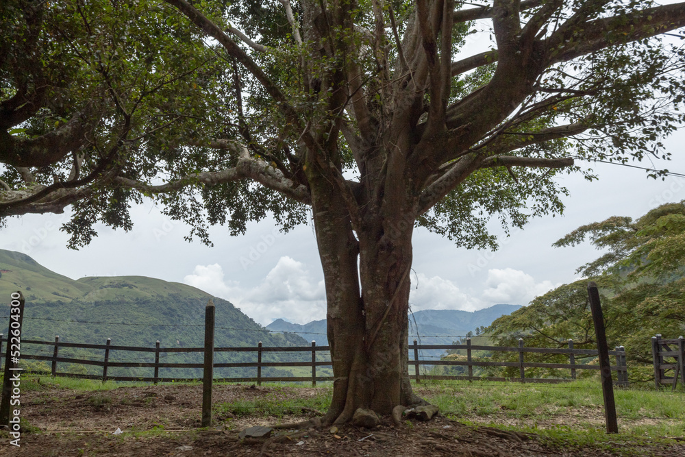 A big tree surrounded by a wooden fence with mountains in the background.
