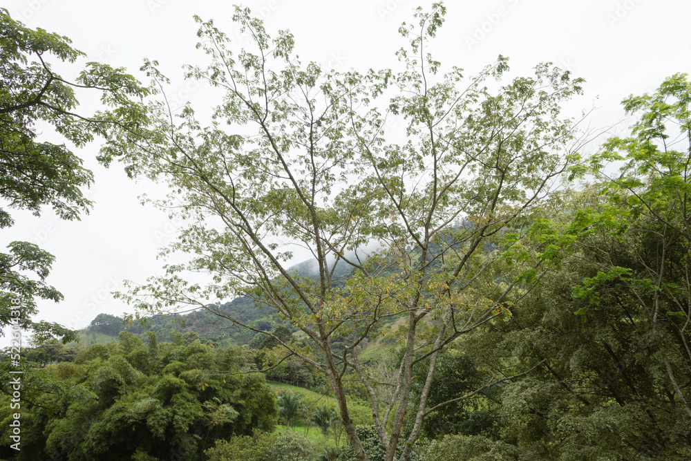 A tree with very thin branches surrounded by a lot of vegetation and a white sky in the background A tree with very thin branches surrounded by a lot of vegetation and a white sky in the background