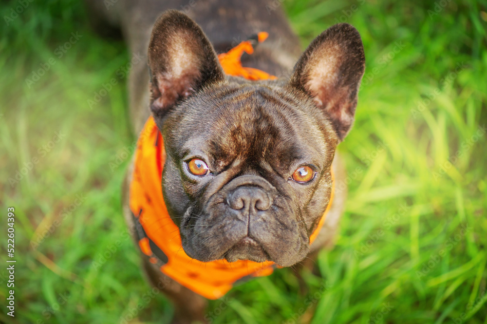 A young french bulldog dog stands on the grass and looks at the camera. Halloween, a dog in a bandana.