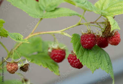 Ripe raspberries on a branch in summer garden