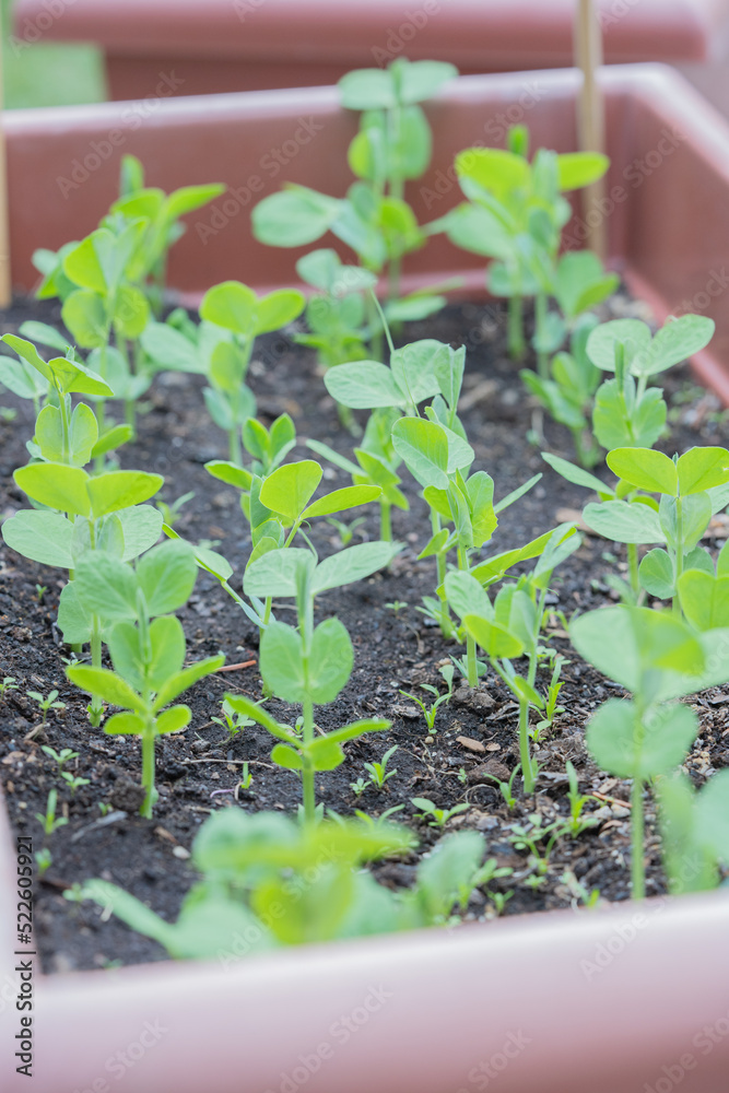Young peas sprouts Young peas sprouts