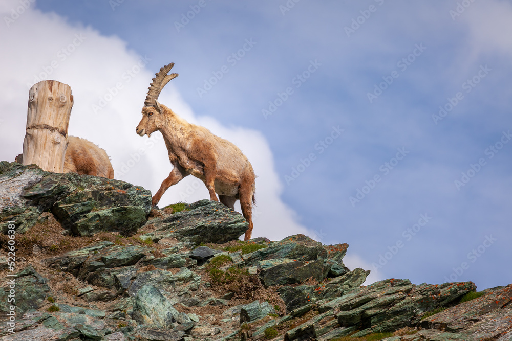 Alpine Ibex standing above mountain ridge in swiss alps, Zermatt, Switzerland Alpine Ibex standing above mountain ridge in swiss alps, Zermatt, Switzerland
