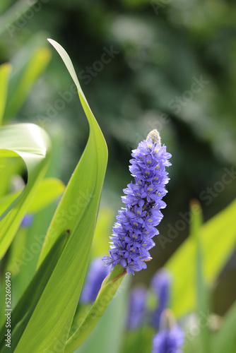 Pontederia cordata or pickerel weed pond plant with flower spike photo