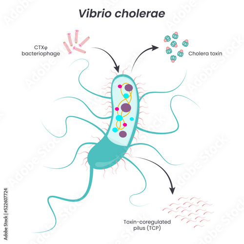 Vibrio cholerae isolated vector diagram