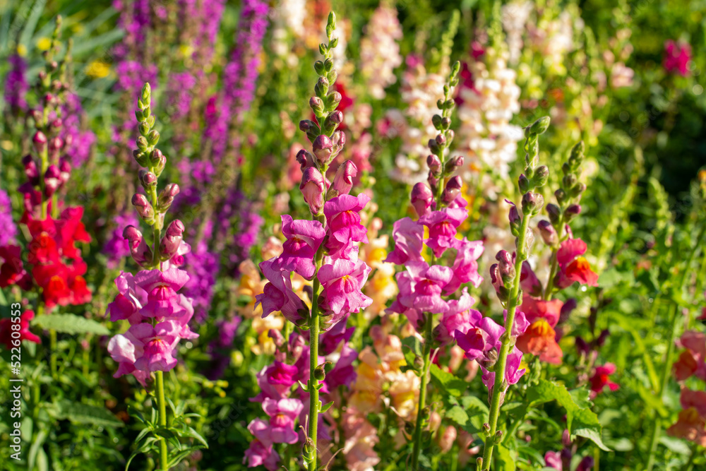 flowers in the garden. field of bright flowers, derbennik