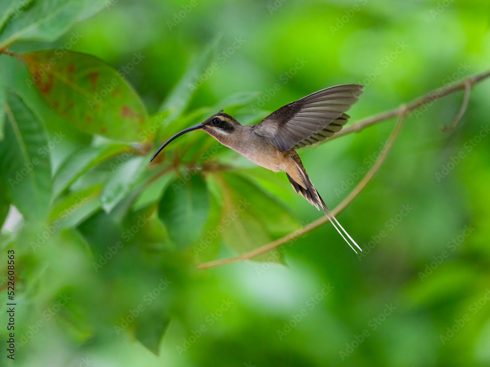 Obraz premium Long-billed Hermit in flight against green plants