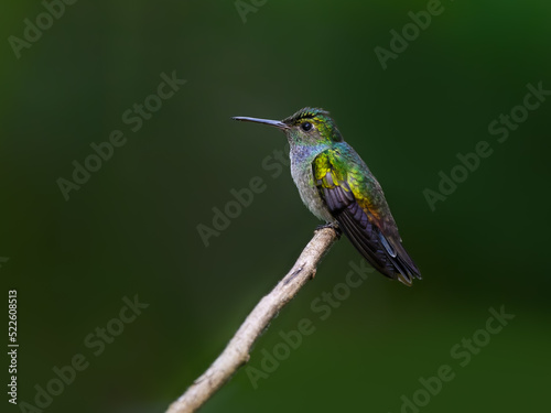 Female White-necked Jacobin flying against green background collecting nectar from red orange flower