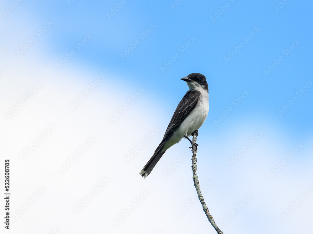 Obraz premium Eastern Kingbird sitting on stick against blue sky