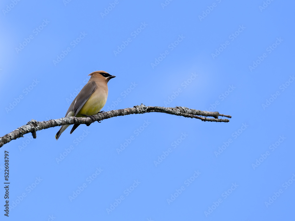 Fototapeta premium Cedar Waxwing sitting on stick on blue sky