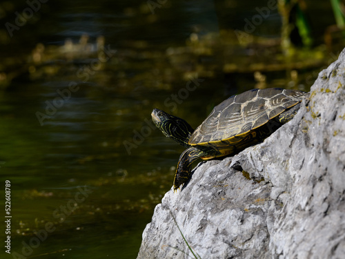 Northern map turtle sunning on the rock