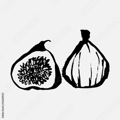 Figs. Realistic plant vector illustration. Fig fruit isolated on white background. Vintage black and white hand drawing. Decoration for menu and kitchen design. Vegetarian food.