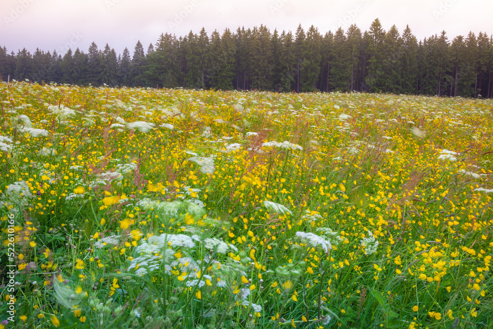 Fototapeta premium Black forest landscape with wildflowers at springtime near Freiburg, Germany