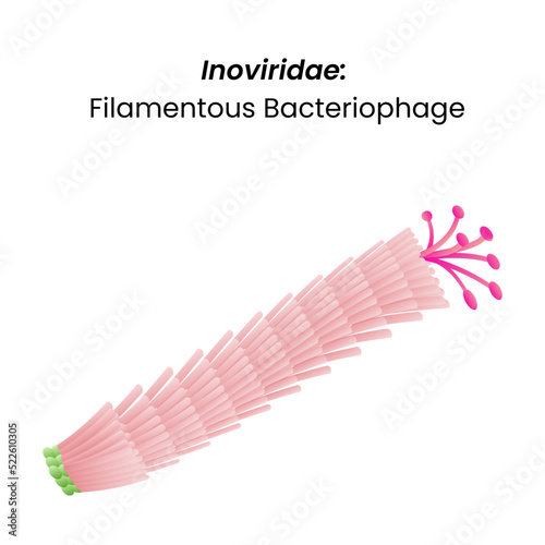 Inoviridae filamentous bacteriophage isolated vector photo