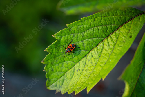 The beetle sits on a leaf. Bedbug soldier