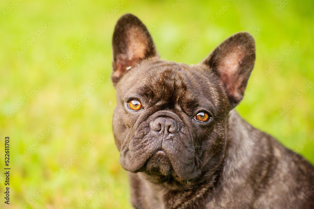 French bulldog black and brindle color close-up portrait. A young dog on a background of green grass