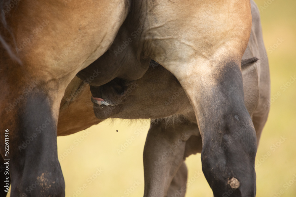 Fototapeta premium Fohlen trinkt am Euter