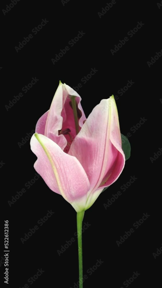 Time lapse of growing, opening and rotating pink lily with ALPHA transparency channel isolated on black background, vertical orientation Time lapse of growing, opening and rotating pink lily with ALPHA transparency channel isolated on black background, vertical orientation