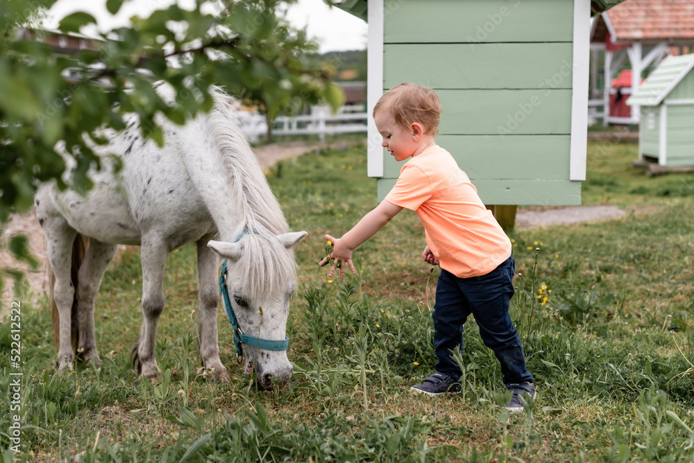 child, boy, stretched out his hand to horse and feeds it with grass, hay
