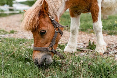 brown white horse eating grass