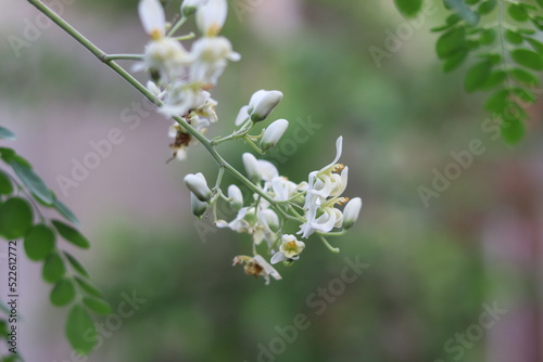 flor 