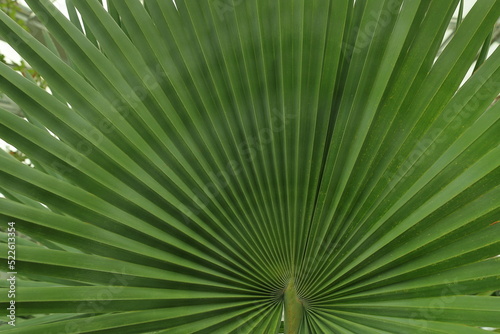 Beautiful palm leaves  green background  closeup. Exotic plant