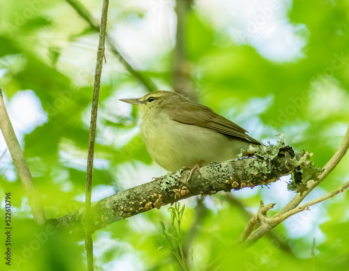 Tablou pe pânză A Swainson's warbler perched on a tree branch in the forest during spring warble