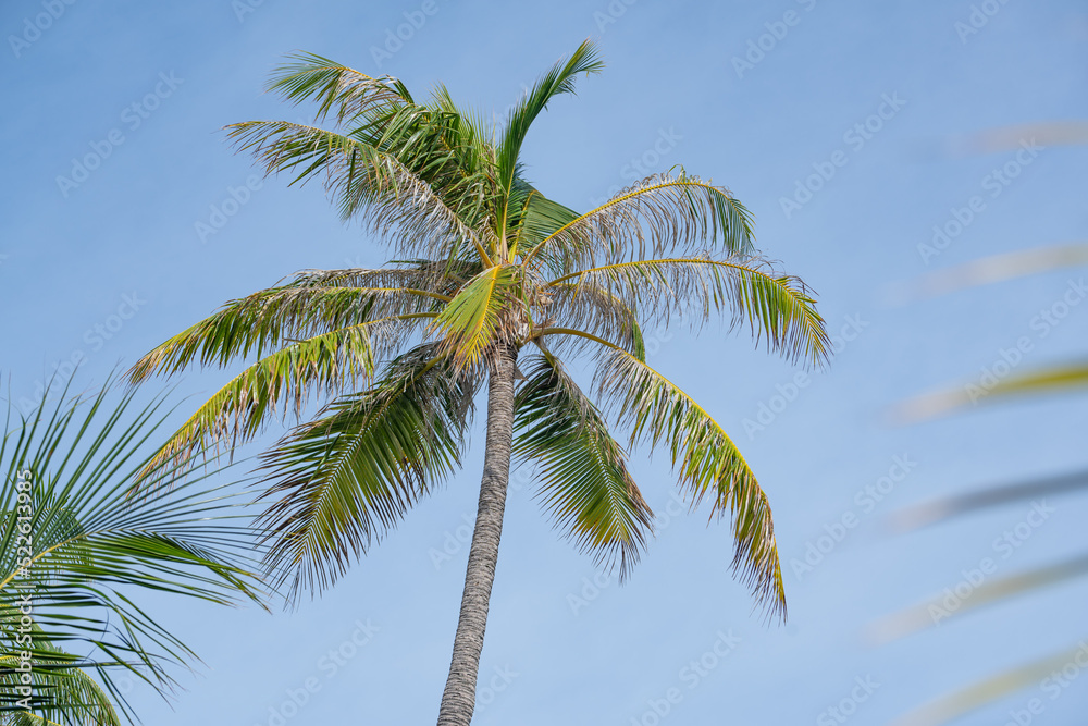 Summer background palm tree against blue sky, in tropical Maldives 2022 Summer background palm tree against blue sky, in tropical Maldives 2022