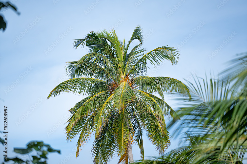 Summer background palm tree against blue sky, in tropical travel destination, Maldives 2022