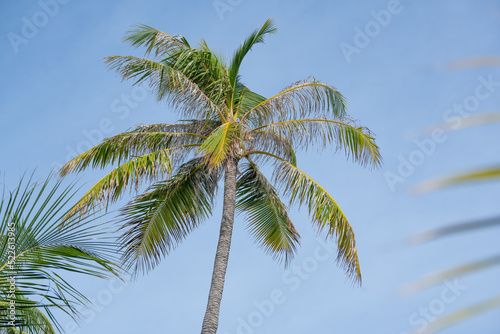 Summer background palm tree against blue sky  in tropical Maldives 2022